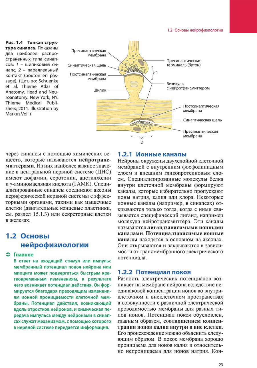 Рис. 1.4 Тонкая структура синапса. Показаны