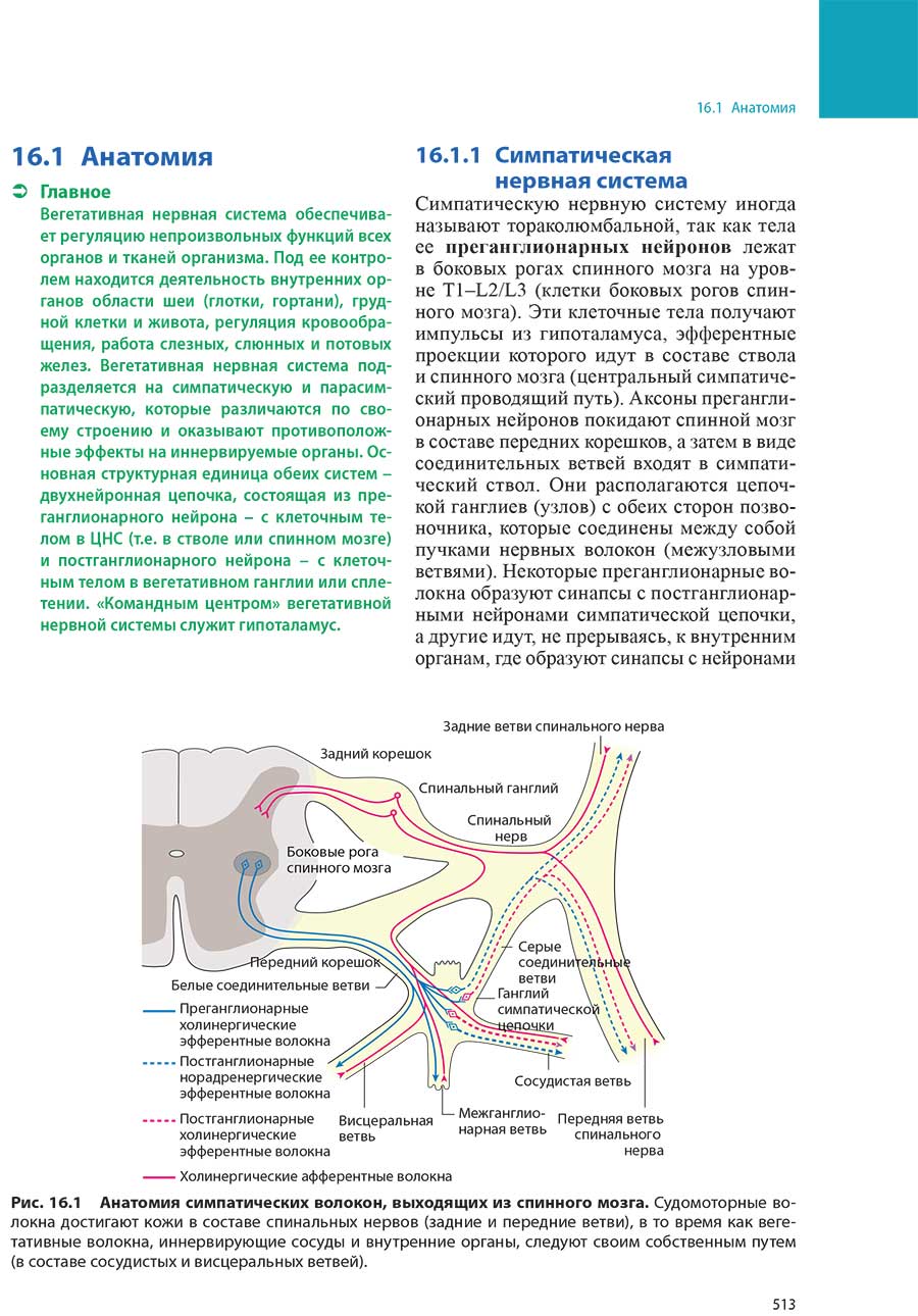 Рис. 16.1 Анатомия симпатических волокон, выходящих из спинного мозга.