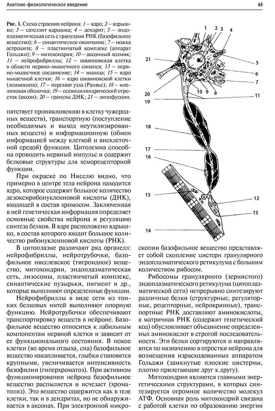 Рис. 1. Схема строения нейрона