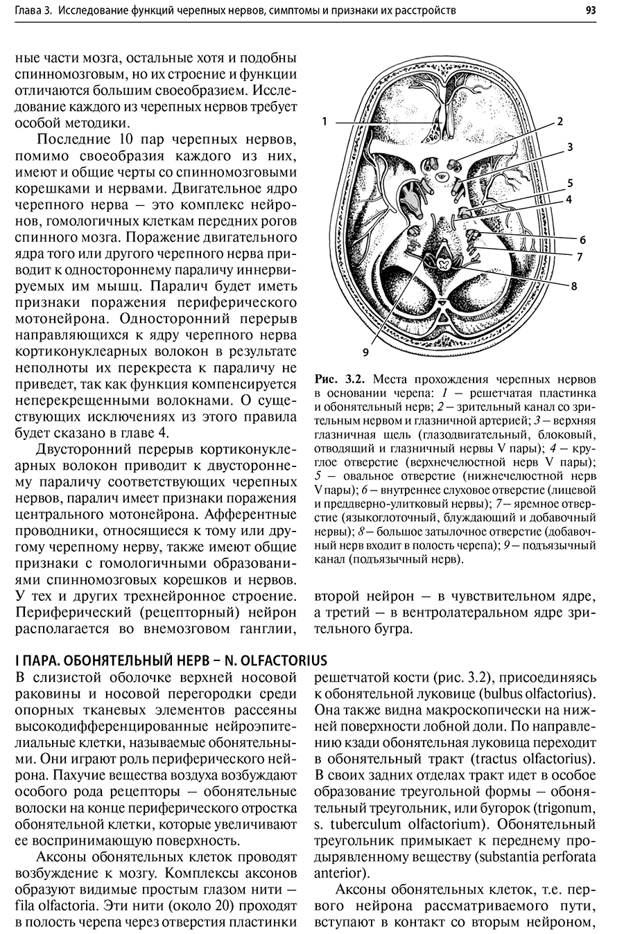 Рис. 3.2. Места прохождения черепных нервов