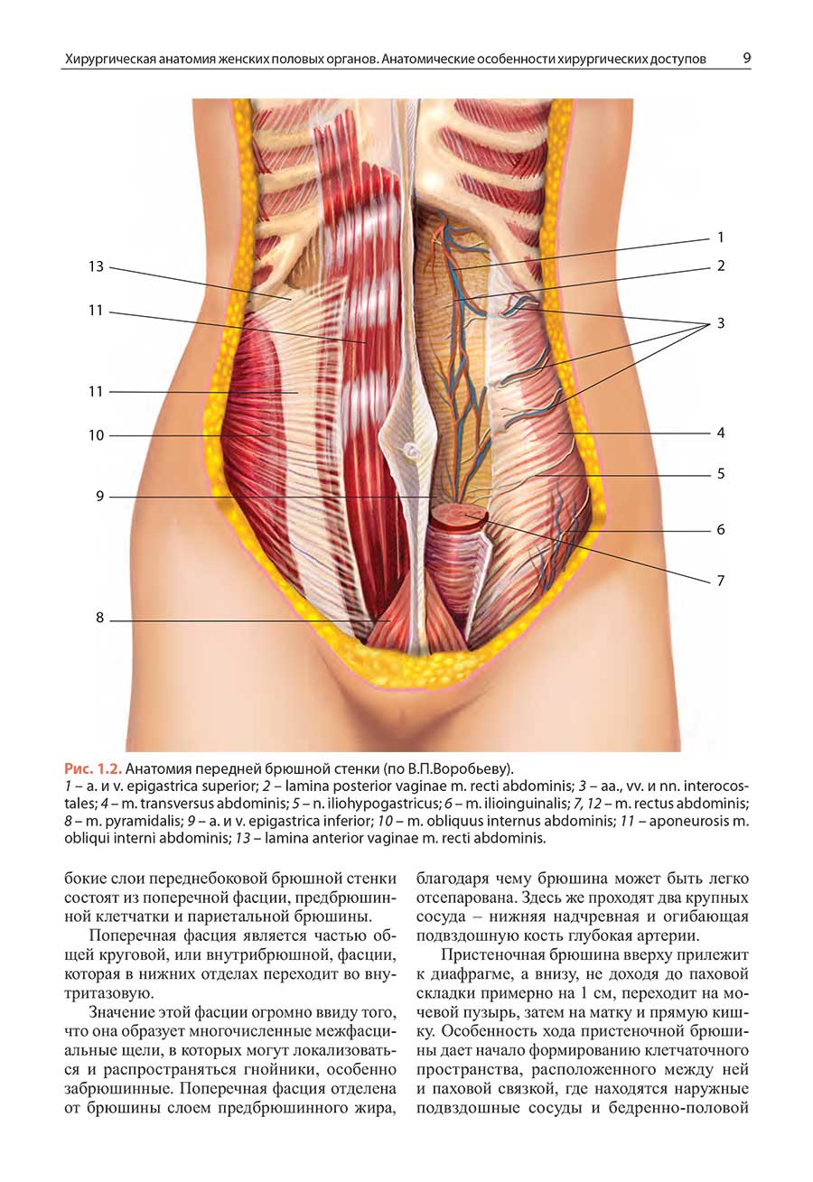 Рис. 1.2. Анатомия передней брюшной стенки (по В.П.Воробьеву).