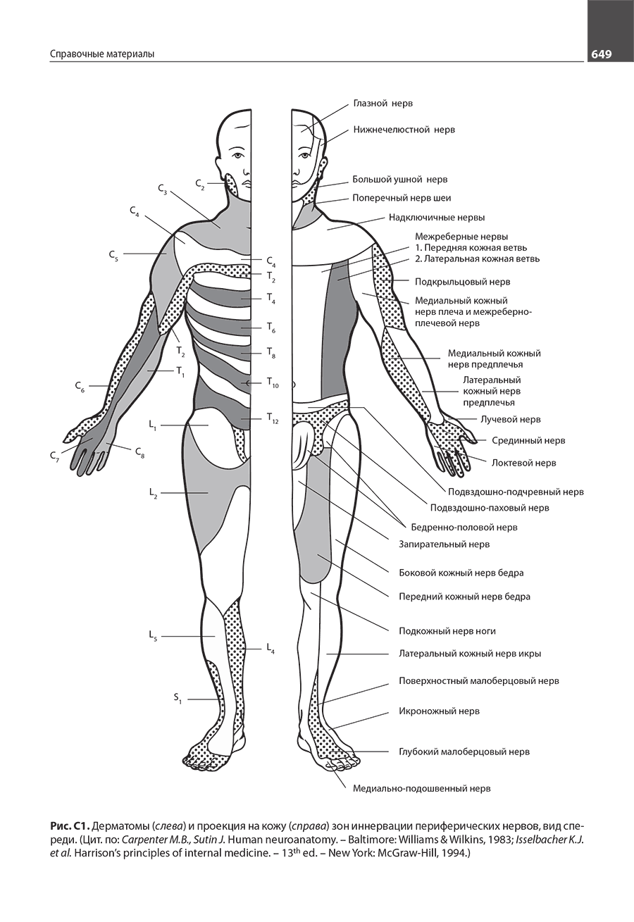 Рис. С1 .Дерматомы (слева) и проекция на кожу (справа) зон иннервации периферических нервов