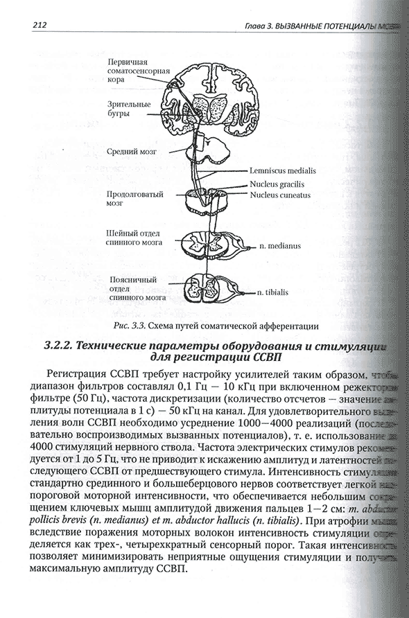 Схема путей соматической афферентации