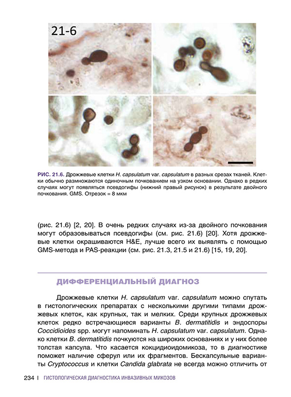 Дрожжевые клетки Дрожжевые клетки
