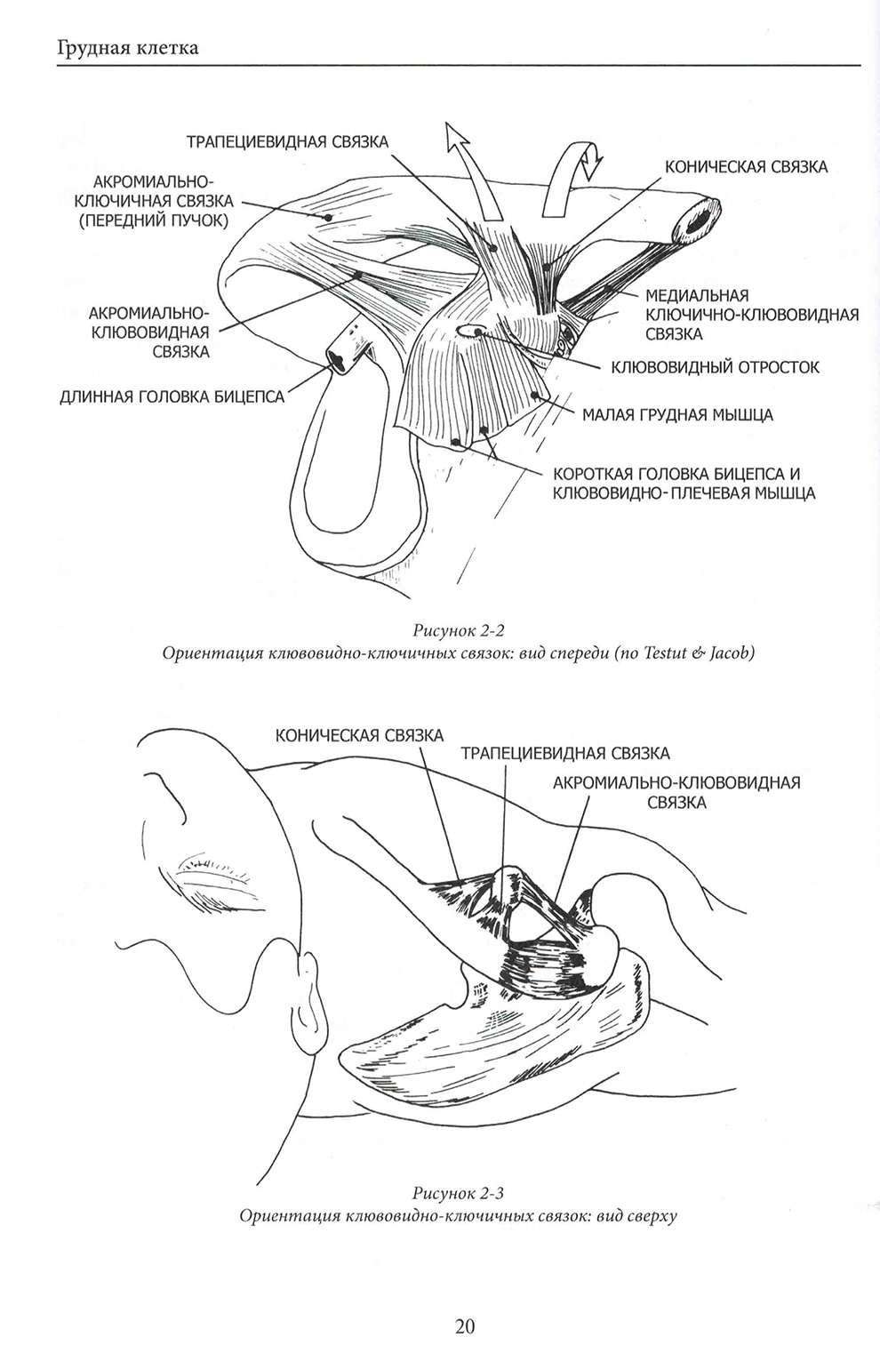 Ориентация клювовидно-ключичных связок: вид спереди