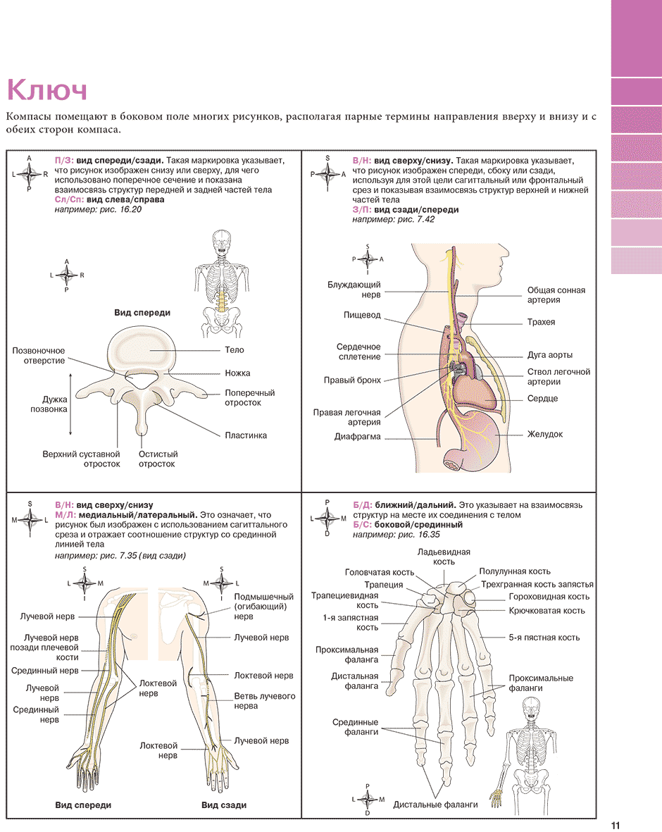 Пример страницы из книги "Анатомия и физиология. Нормы и патологии" - Энн Во, Эллисон Грант