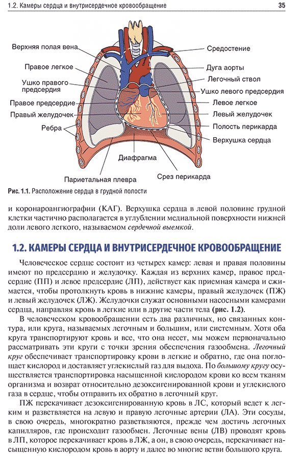 Расположение сердца в грудной полости