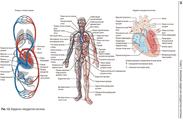 Сердечно-сосудистая система