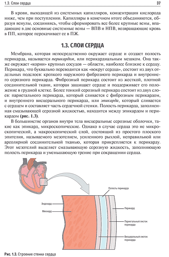 Строение стенки сердца