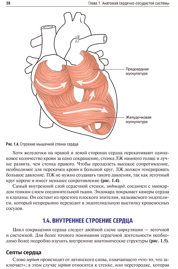 Строение мышечной стенки сердца