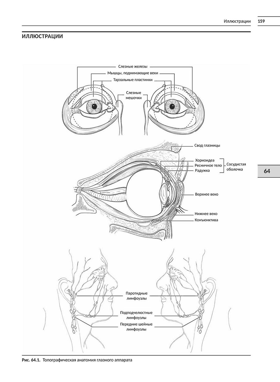 Топографическая анатомия глазного аппарата