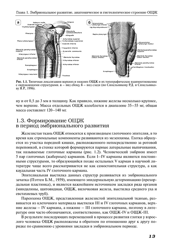 Формирование ОЩЖ в период эмбрионального развития Формирование ОЩЖ в период эмбрионального развития