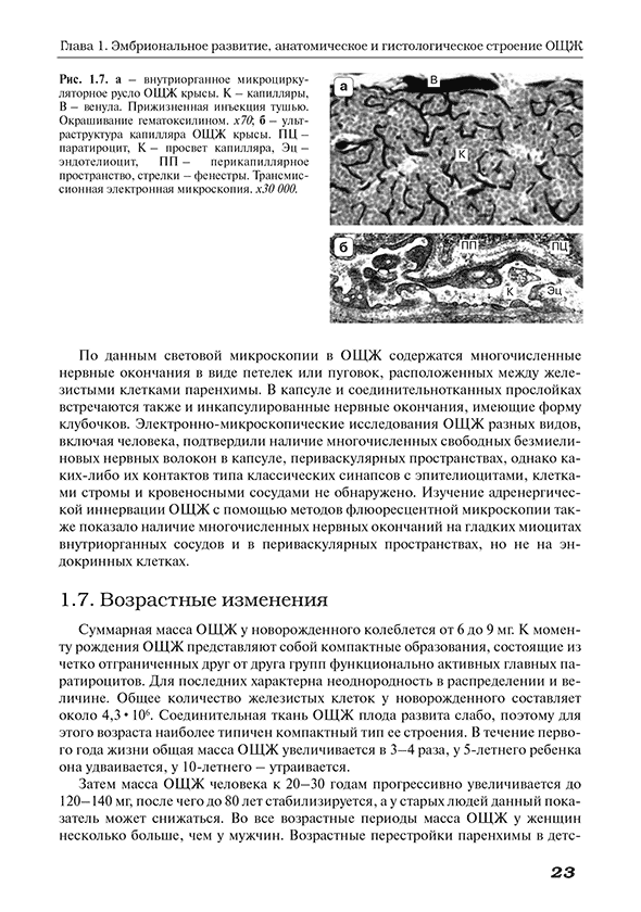 Внутренне микроциркуляторное русло ОЩЖ Внутренне микроциркуляторное русло ОЩЖ