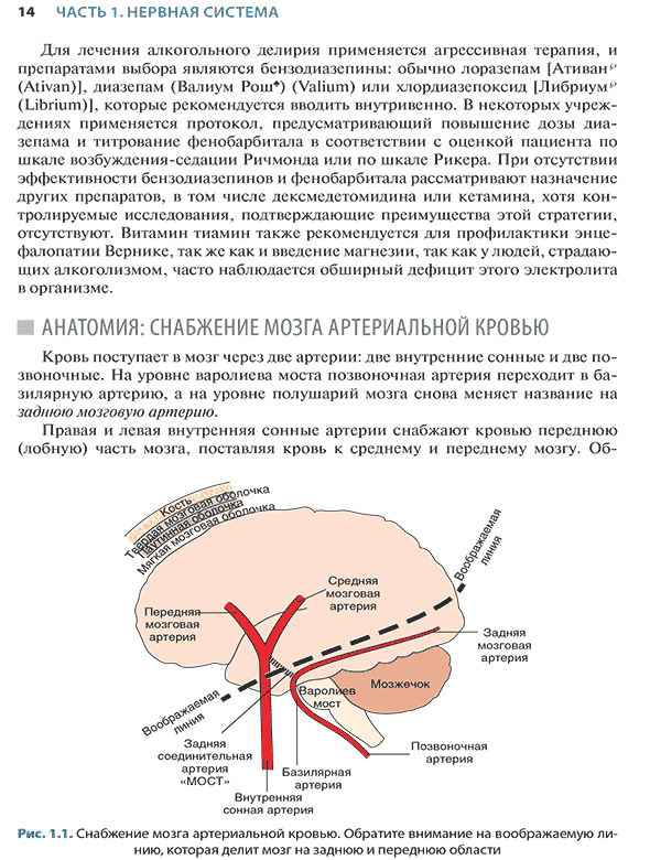 Снабжение мозга артериальной кровью.