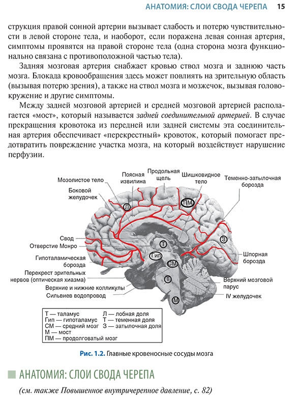 Рис. 1.2. Главные кровеносные сосуды мозга