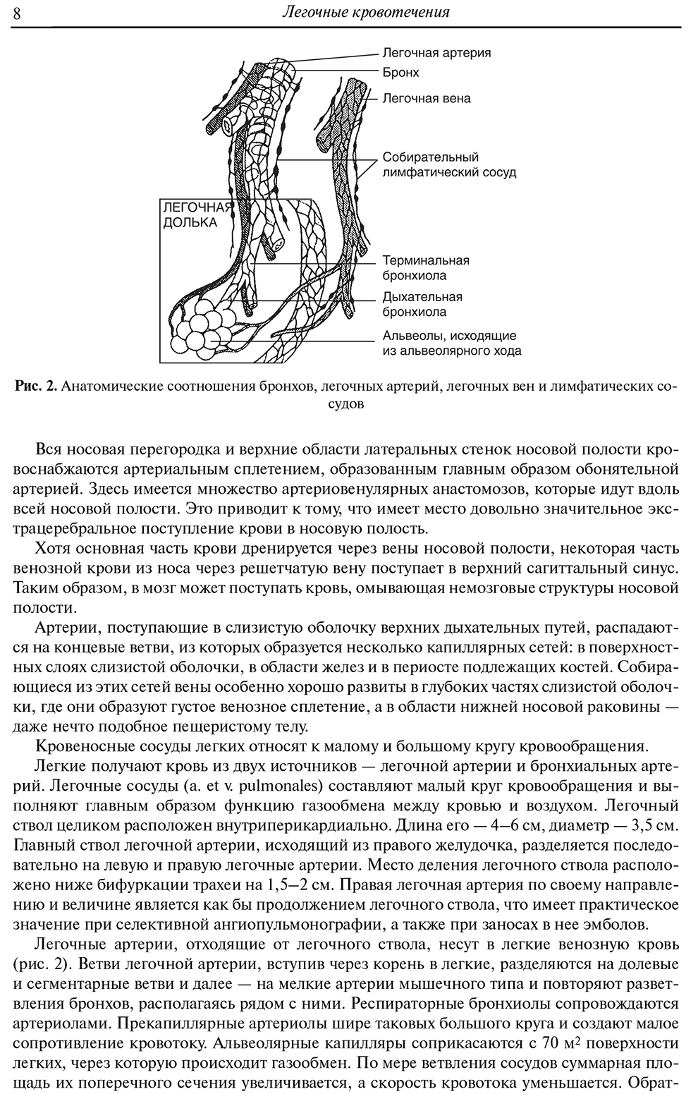 Анатомические соотношения бронхов, легочных артерий