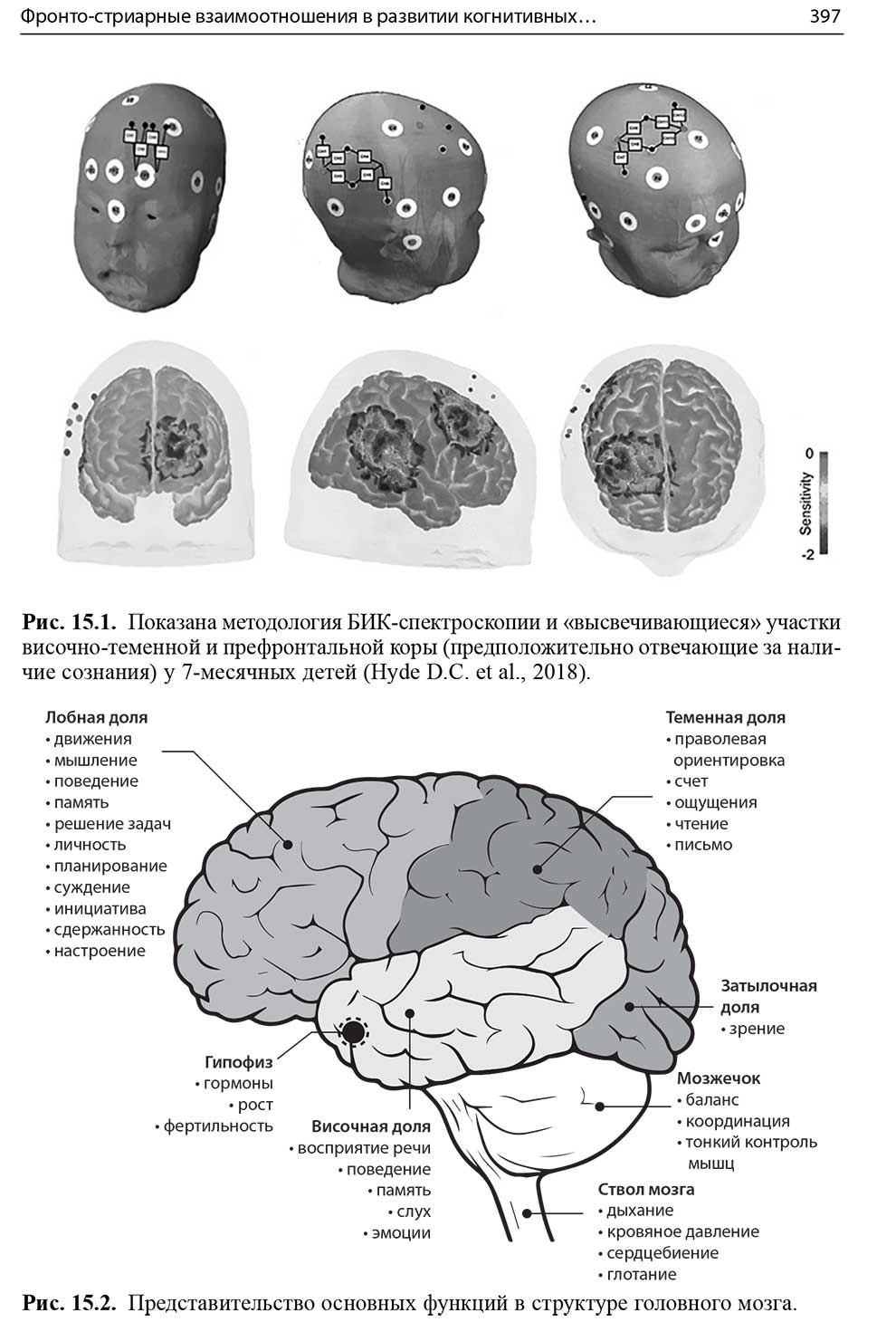 Представительство основных функций в структуре головного мозга.