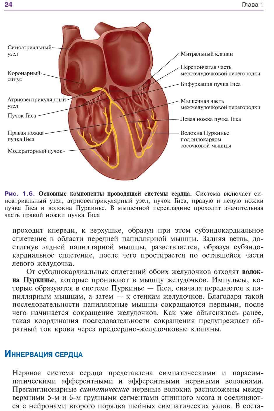 Рис. 1.6. Основные компоненты проводящей системы сердца.