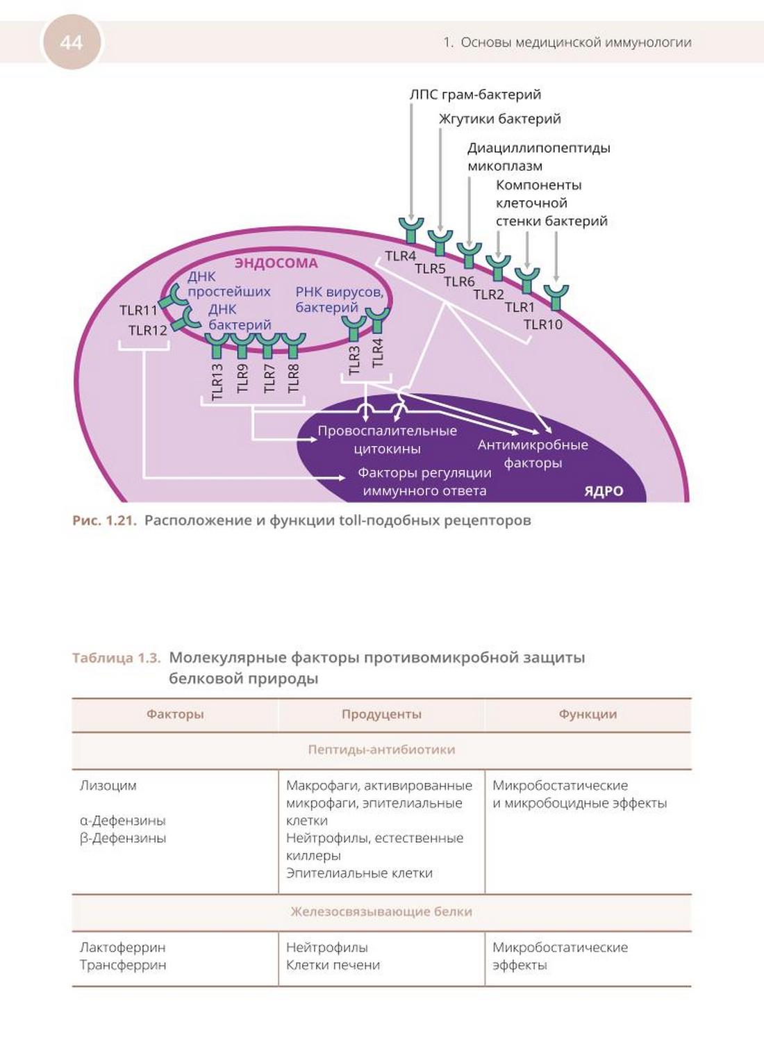 Таблица 1.3. Молекулярные факторы противомикробной защиты белковой природы