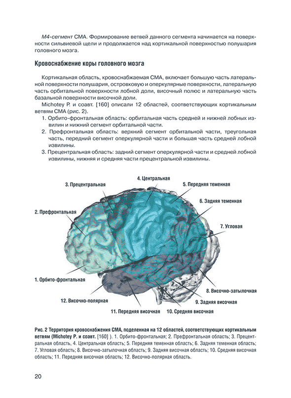 Территория кровоснабжения СМА, поделенная на 12 областей, соответствующих кортикальным.