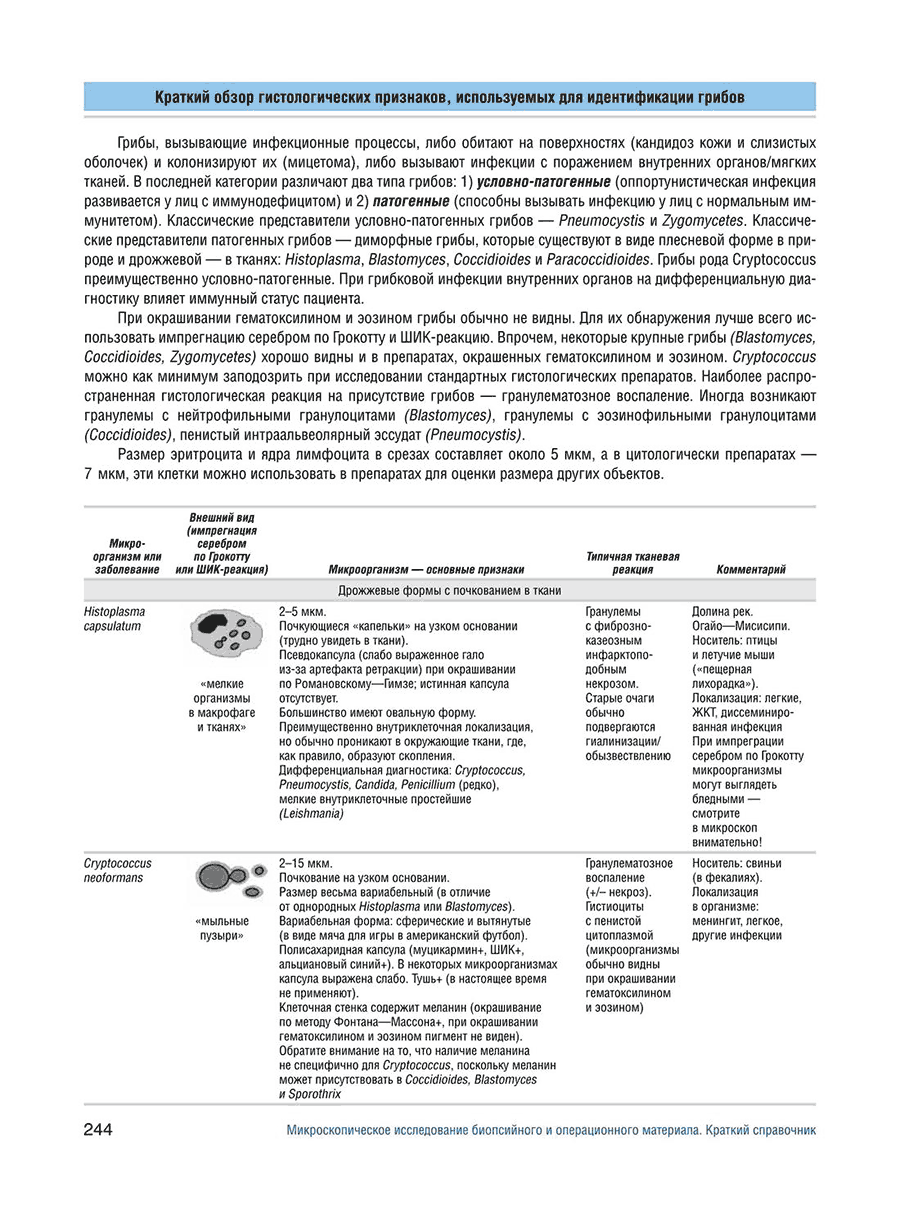 Краткий обзор гистологических признаков, используемых для идентификации грибов