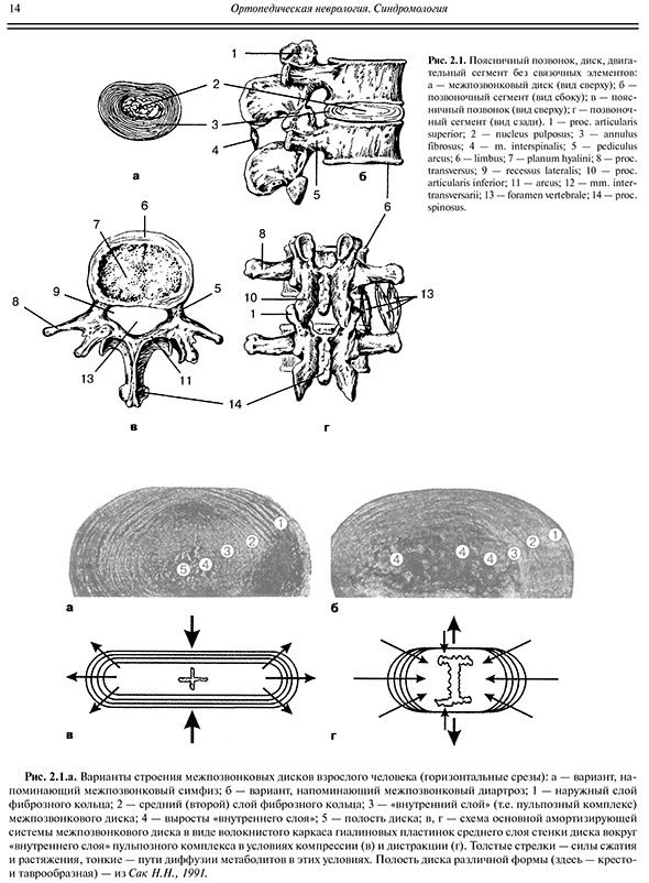 Варианты строения межпозвоночных дисков взрослого человека
