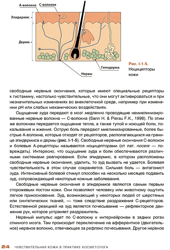Ноцицепторы кожи