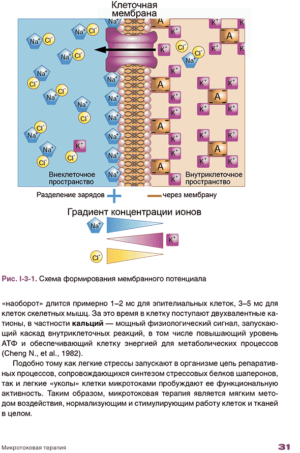 Схема формирования мембранного потенциала