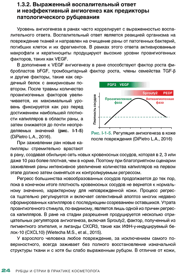 Рис. 1-1 -5. Регуляция ангиогенеза в коже после повреждения 