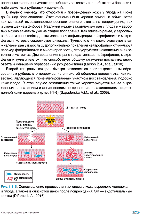 Рис. 1-1-6. Сопоставление процесса ангиогенеза в коже взрослого человека и плода, а также в слизистой щеки после повреждения; ЭК &mdash; эндотелиальные клетки