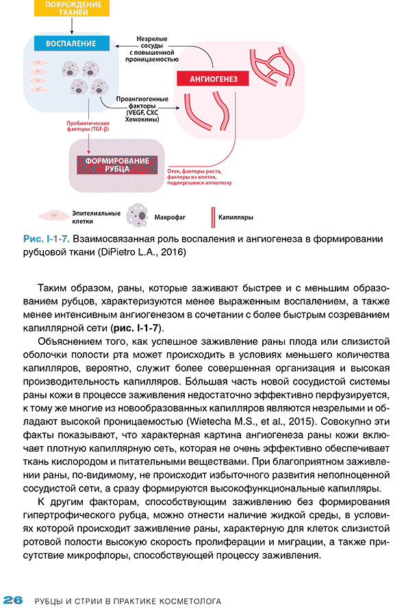 Взаимосвязанная роль воспаления и ангиогенеза в формировании рубцовой ткани