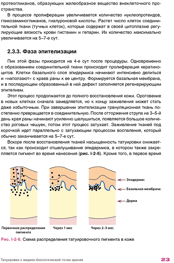 Схема распределения татуировонного пигмента в коже