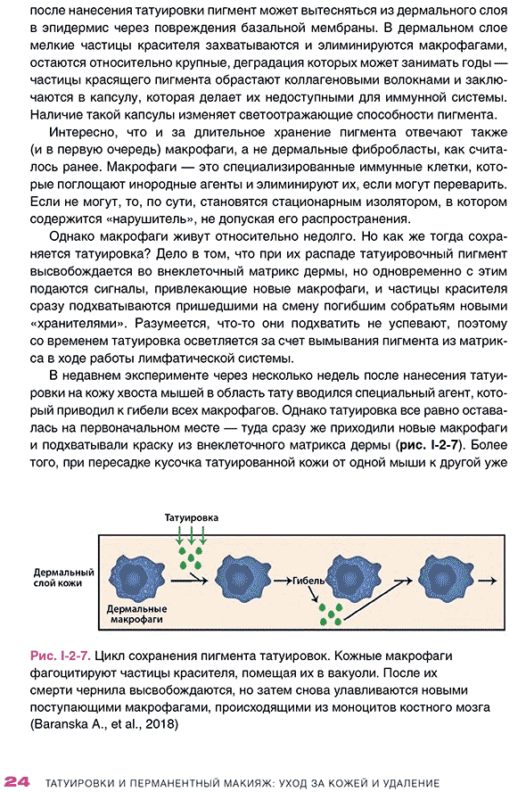 Цикл сохранения пигмента татуировок.