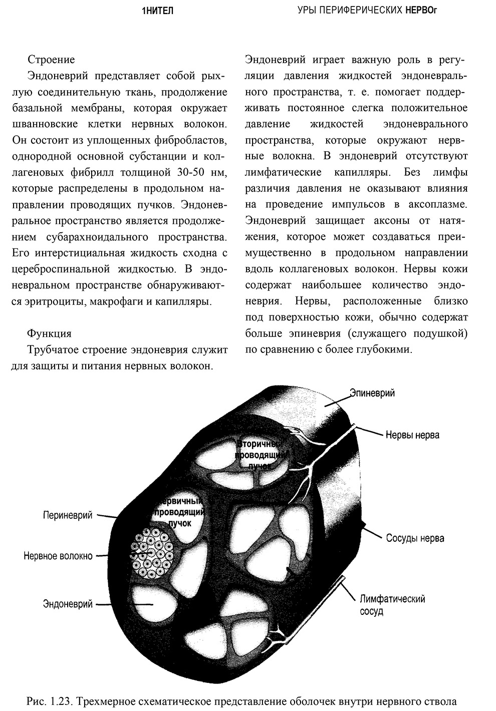 Рис. 1.23. Трехмерное схематическое представление оболочек внутри нервного ствола