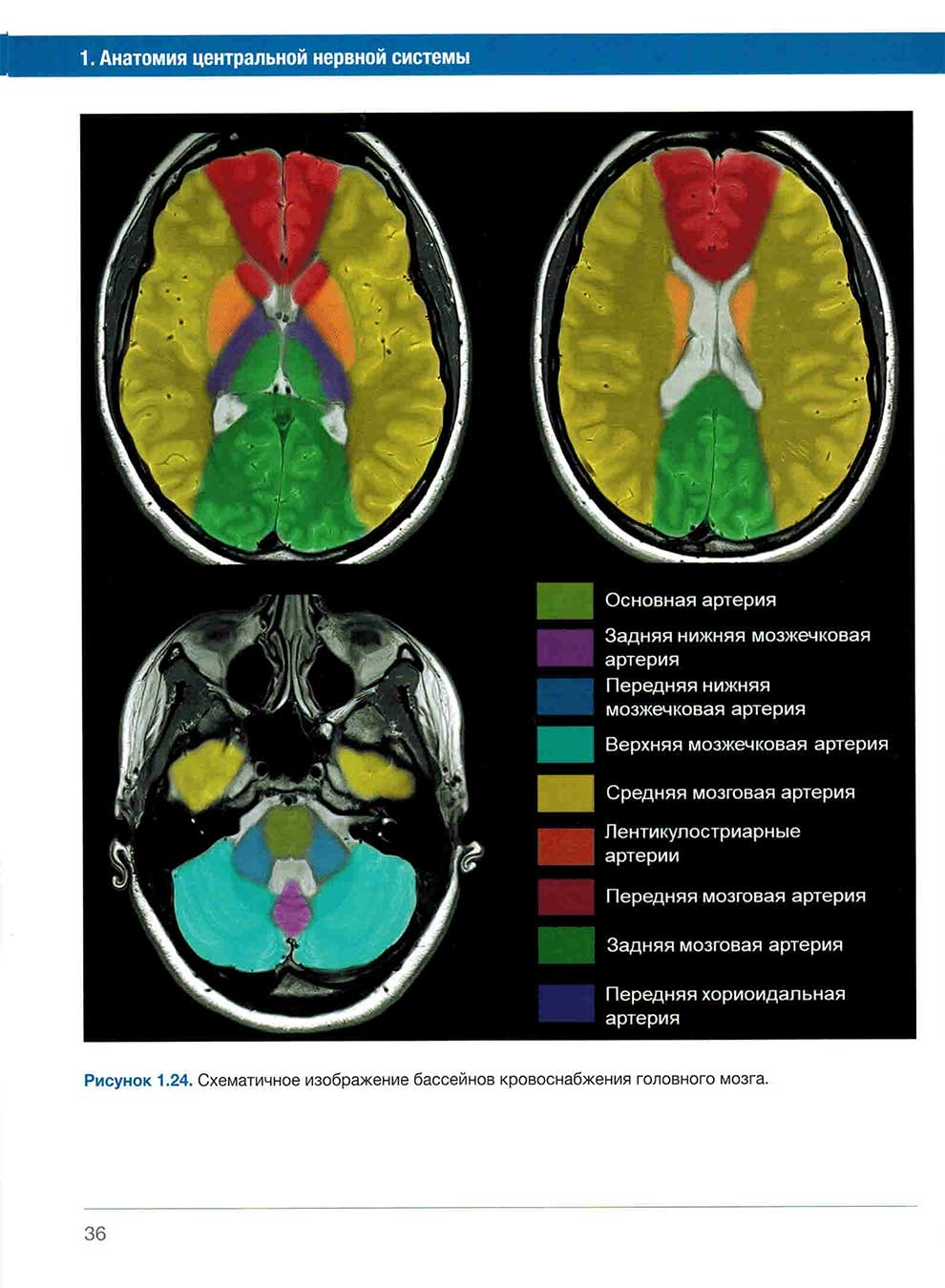 Рисунок 1.24. Схематичное изображение бассейнов кровоснабжения головного мозга.