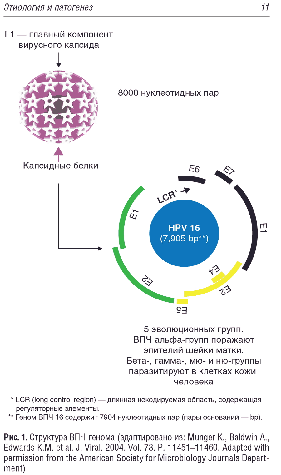 Рис. 1. Структура ВПЧ-генома