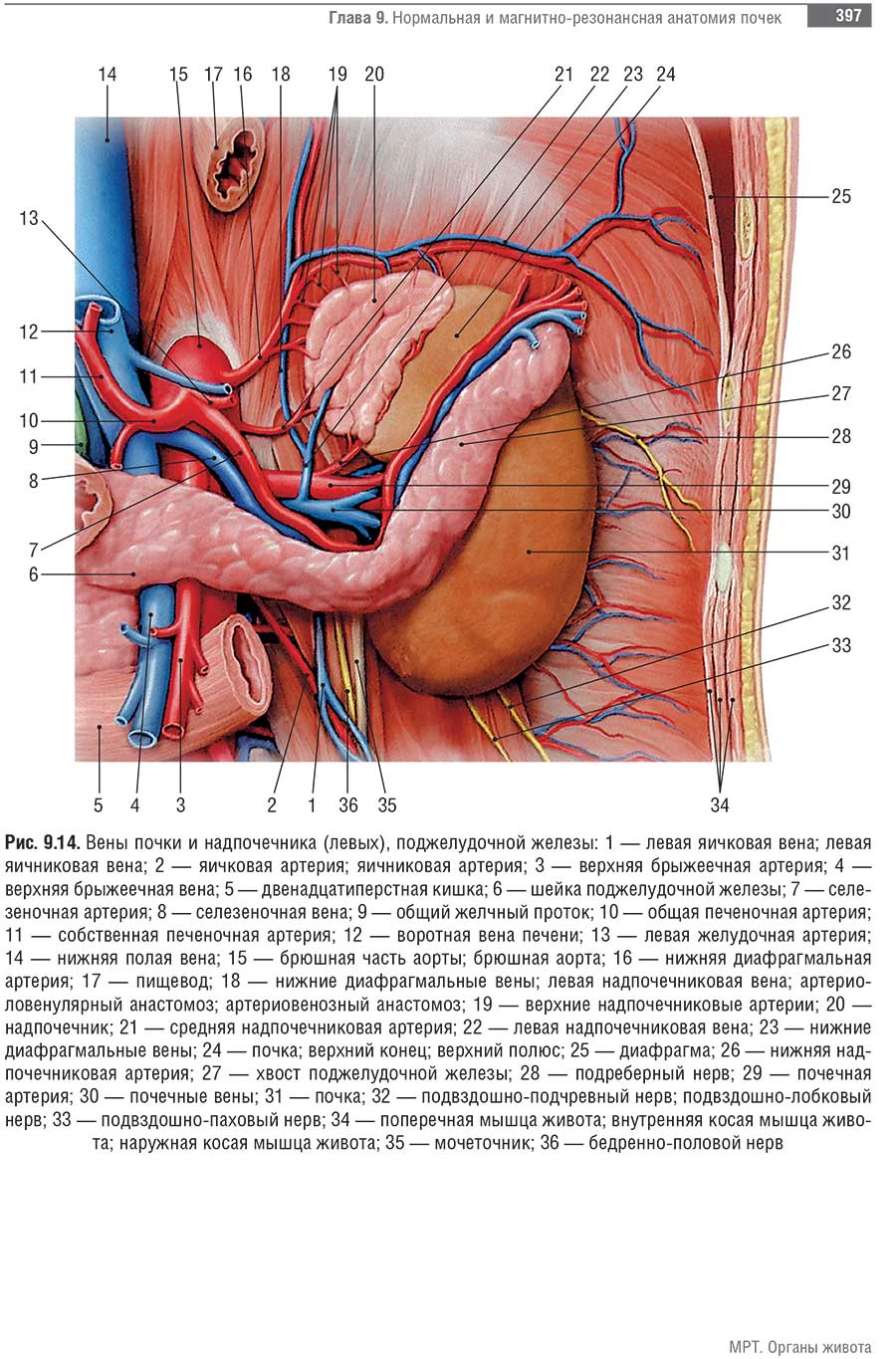 Вены почки и надпочечника (левых), поджелудочной железы