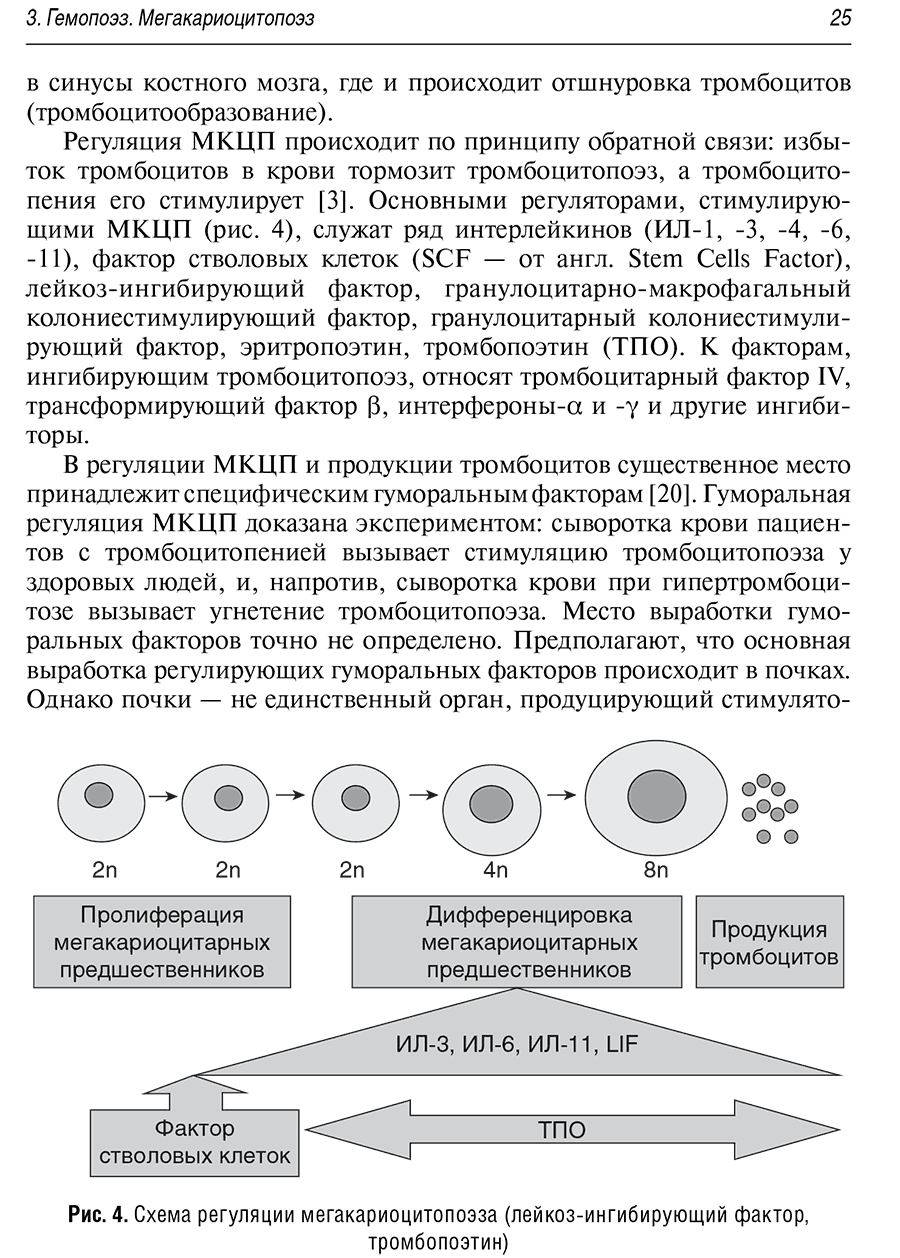 Рис. 4. Схема регуляции мегакариоцитопоэза (лейкоз-ингибирующий фактор, тромбопоэтин)