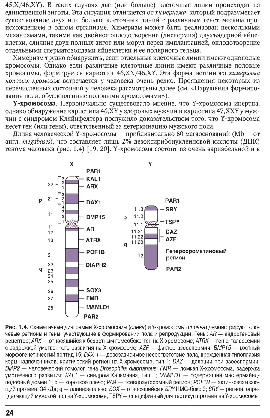 Рис. 1.4. Схематичные диаграммы Х-хромосомы (слева)