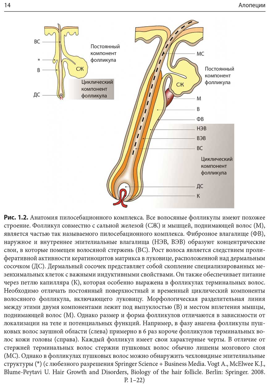 Рис. 1.2. Анатомия пилосебационного комплекса.