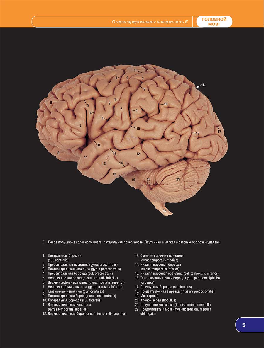 Е. Левое полушарие головного мозга, латеральная поверхность. Паутинная и мягкая мозговые оболочки удалены