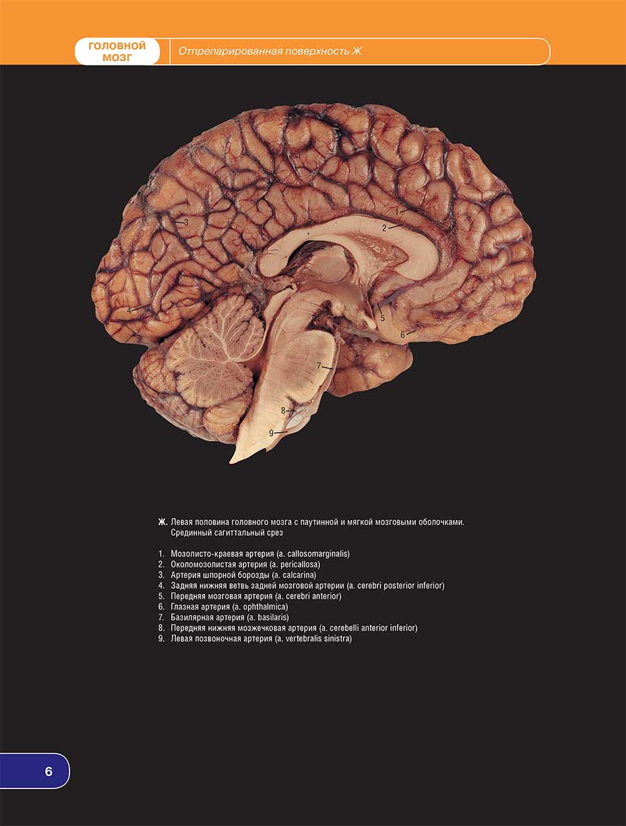 Ж. Левая половина головного мозга с паутинной и мягкой мозговыми оболочками Срединный сагиттальный срез