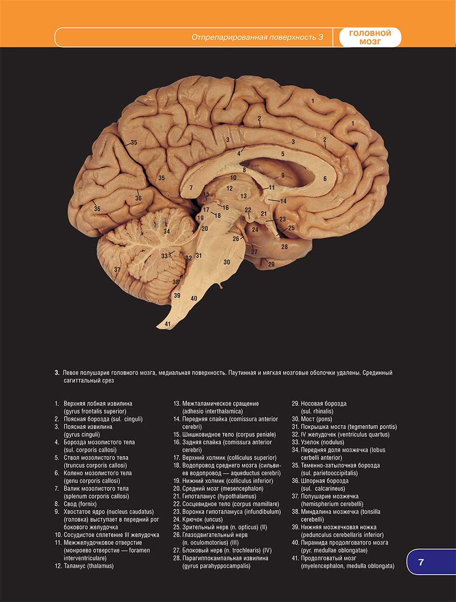 3. Левое полушарие головного мозга, медиальная поверхность, сагиттальный срез