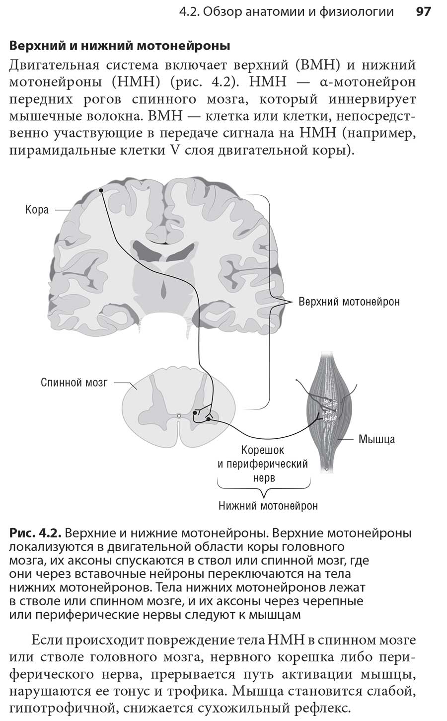 Рис. 4.2. Верхние и нижние мотонейроны.