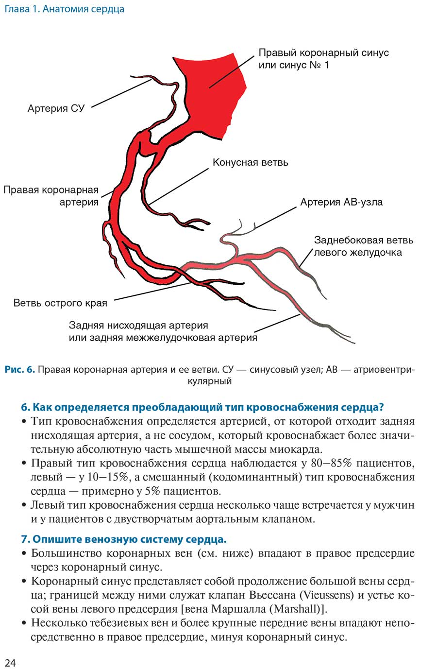 Рис. б. Правая коронарная артерия и ее ветви
