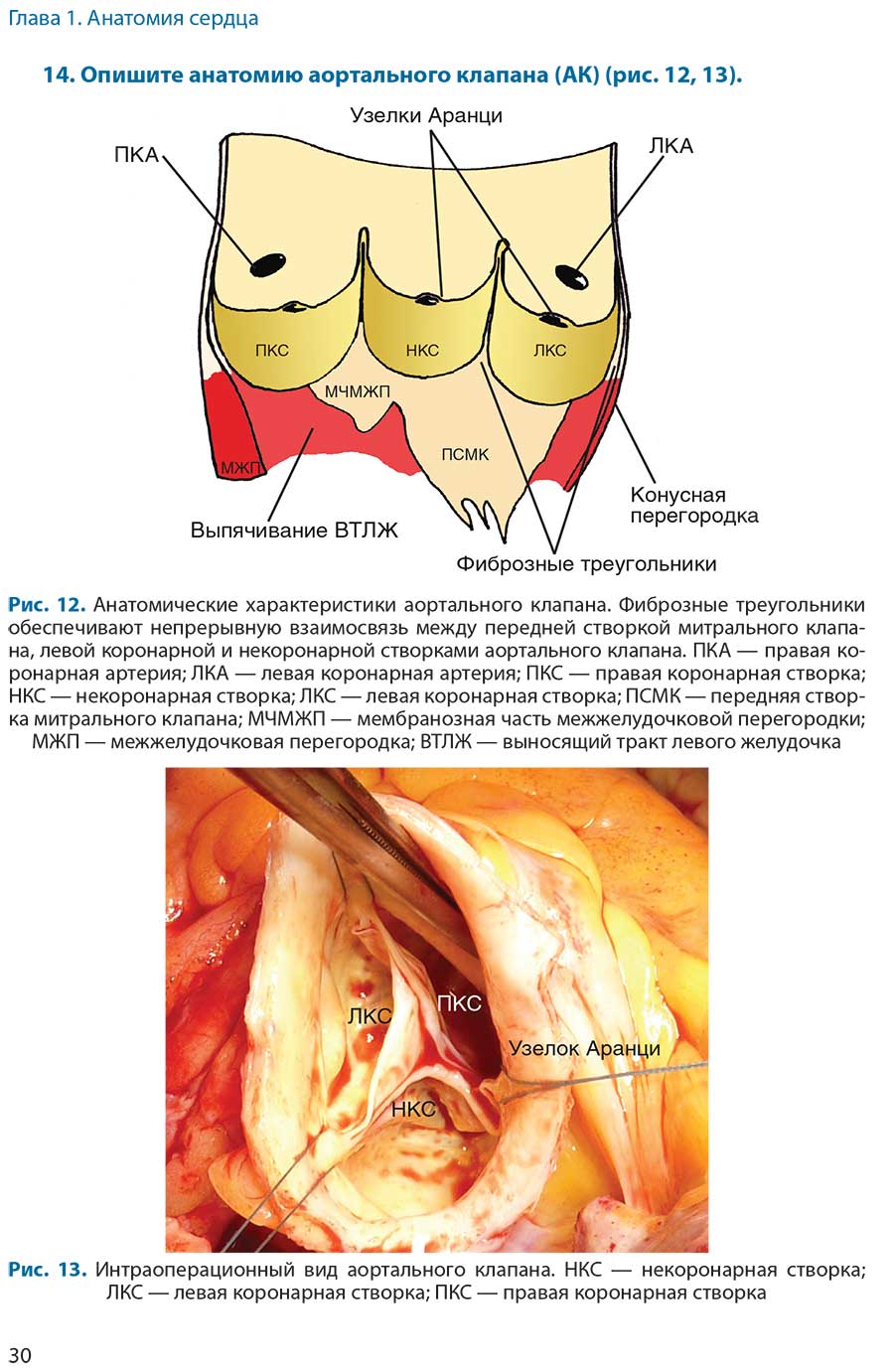 Рис. 13. Интраоперационный вид аортального клапана