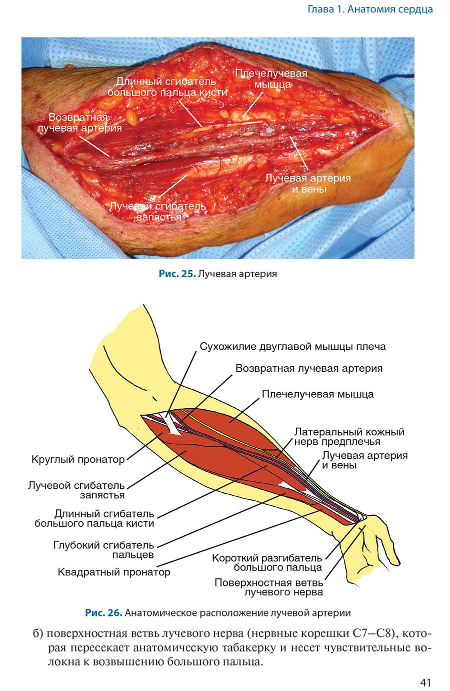 Рис. 26. Анатомическое расположение лучевой артерии