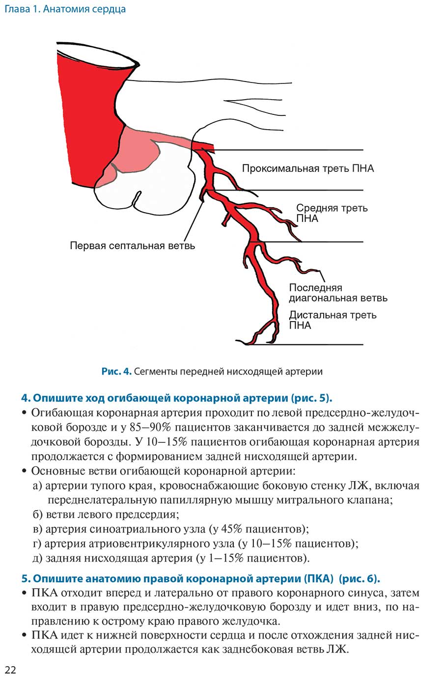 Рис. 4. Сегменты передней нисходящей артерии