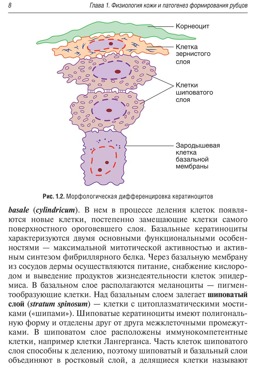 Рис. 1.2. Морфологическая дифференцировка кератиноцитов