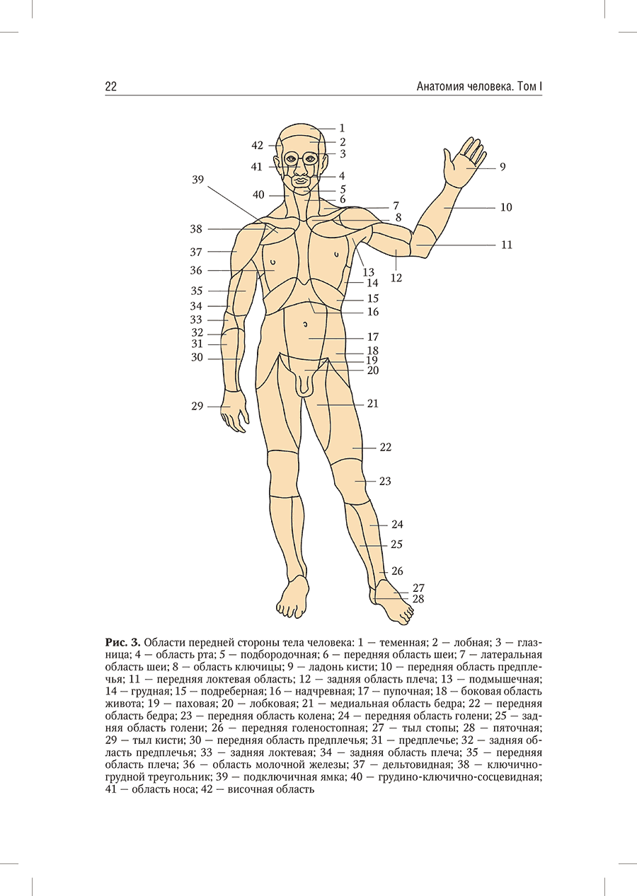 Рис. 3. Области передней стороны тела человека